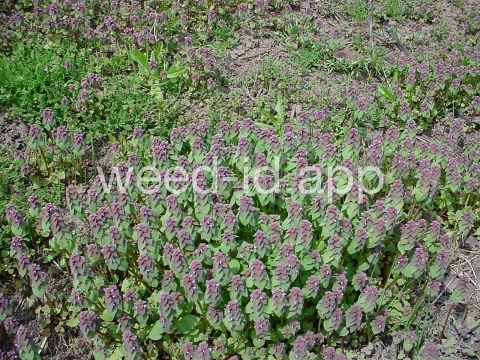 deadnettle, purple